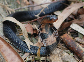 NAJA SUMATRANA