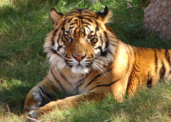 Tigre 3.png