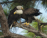 Aguila calva macho y hembra