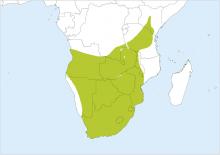Blacksmith lapwing vanellus armatus distribution map.jpg