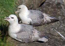 Fulmar-petrel