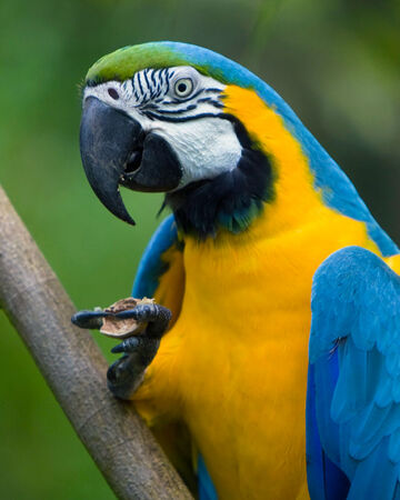 Guacamayo Azul Y Amarillo Wiki Reino Animalia Fandom