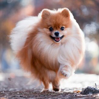 Pomerania