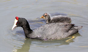 Fulica cristata -adult and chick-8a