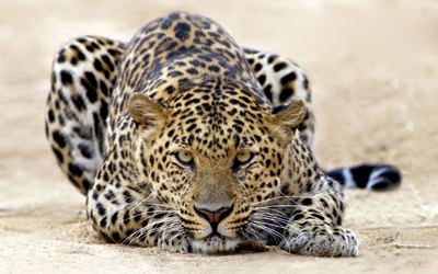 Leopardo 1.png