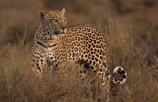 Leopardo africano 6.png