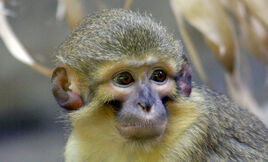 Miopithecus ogouensis2