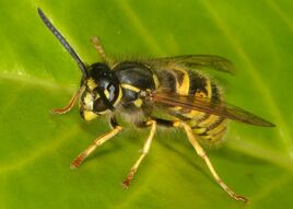 Vespula vulgaris