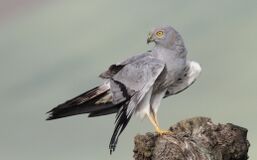 Aguilucho-cenizo-shutterstock 94517515-nuqsivlix54kn74wcg23hmqsd8vp5d9u4tycmg7xfu-nw3mabpyvdx57a7gtc2v9a7g84jb8wam90p39j5h56.jpg
