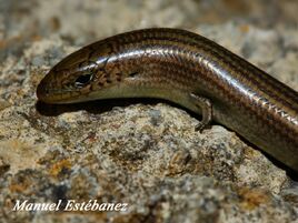 Eslizon-tridactilo-iberico- N3A6777