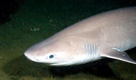 Six-gill-Shark-3