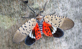 Spotted-Lantern-Fly-iStock-1054495206-thumb-800x480