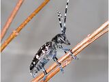 Escarabajo asiático de antenas largas
