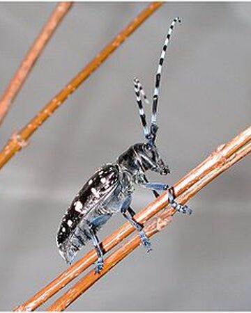 Escarabajo asiático de antenas largas | Wiki Reino Animalia | Fandom