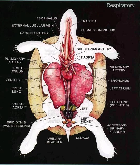 sistema circulatorio de tortuga