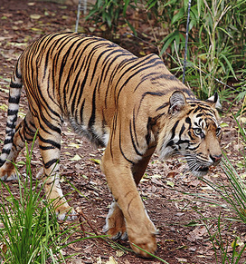 Tigre de sumatra 4.png