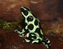 1280px-dendrobates-auratus-goldbaumsteiger