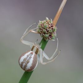 Runcinia-grammica