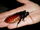 Cucaracha Gigante de Madagascar