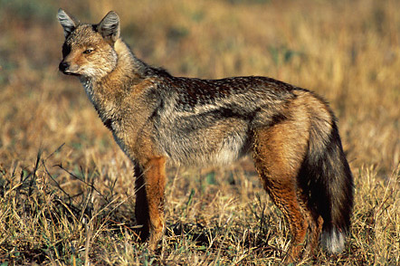 Chacal rayado.png