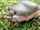 Armadillo de Cola Desnuda meridional