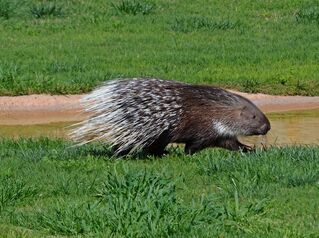 Interiores-animal-bioparc-valencia-puercoespin-01