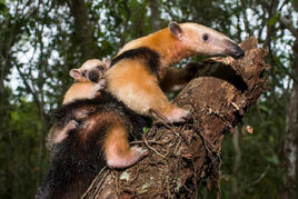 Tamandua tetradactyla