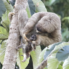 Stillborncub