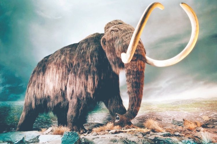 Mammut | Wiki Reino Animalia | Fandom