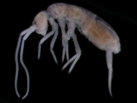 Plotomurus