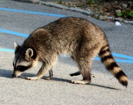 Raccoon-procyon-lotor--FDID749w10000h1m1931a37439d64406beeddb3a4d45c062