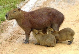 Capibara 2 edit