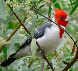 Cardenal común