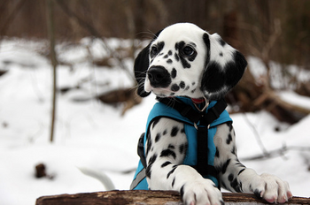 Dalmata 5