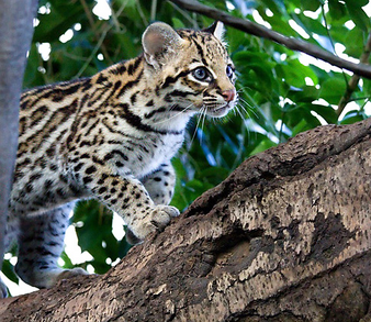 Ocelote 8