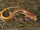 Salamandra de dos lineas del Sur