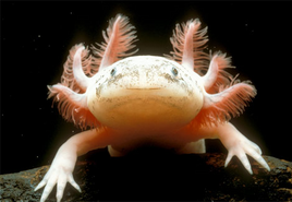 Alojote 1