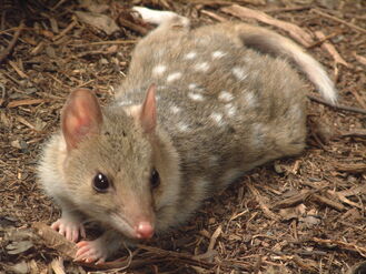 Dasyurus viverrinus