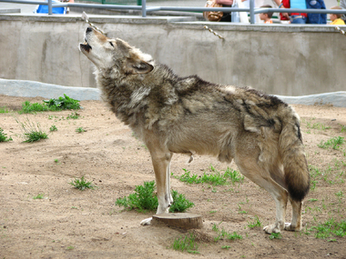 Lobo aullando 1.png