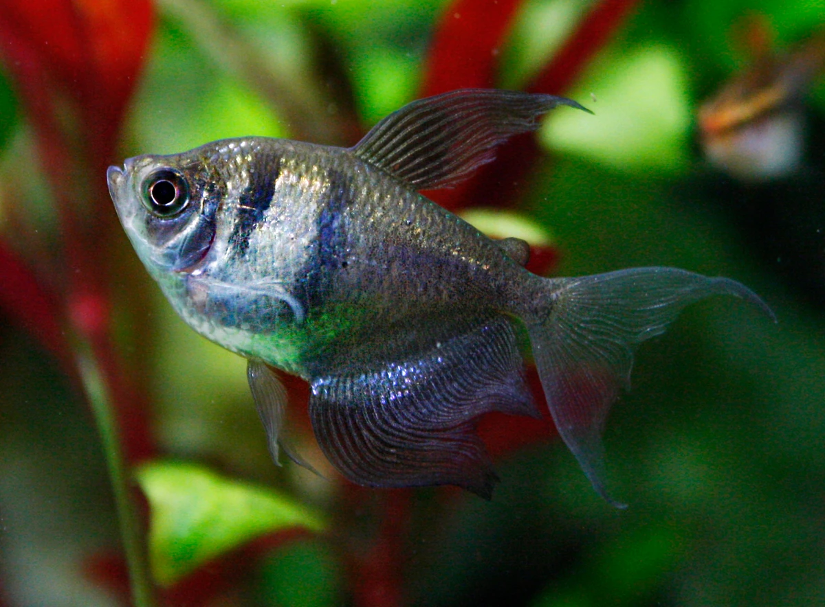 Тернеция аквариумная рыбка. Рыбки тернеция глор фиш. Тернеция обыкновенная аквариумная рыбка. Тернеция полосатая. Тернеция glofiish.