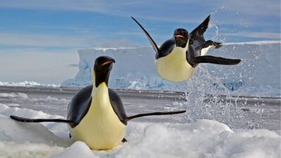 Pinguinos agua