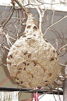 220px-Nest of Vespa affinis.jpg