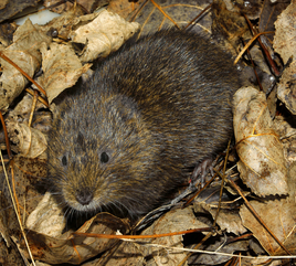 Arvisapi