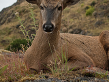 Huemul