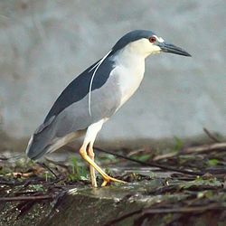 Black Crowned Night Heron (5770945257).jpg