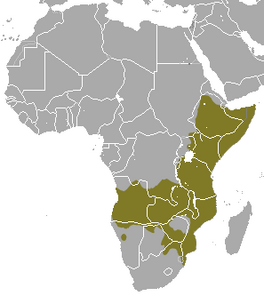 Common Dwarf Mongoose area