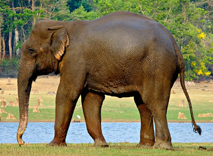 Elefante de la india