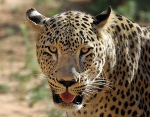 Leopardo caucasico 6