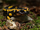 Salamandra Común