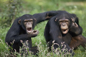 Chimpanzees-pan-troglodytes-calling-cyril-ruoso